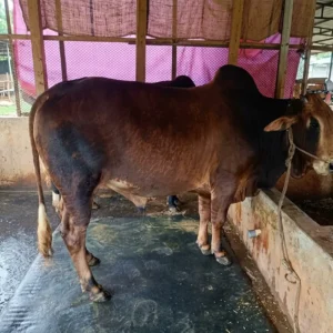 শাহিওয়াল গরু