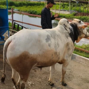 দেশাল সাদা গরু