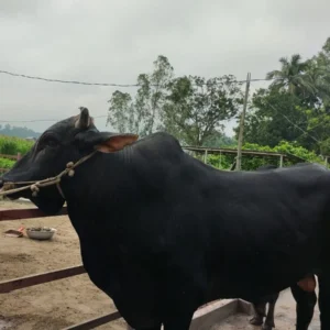 জার্সি গরু