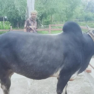 দেশাল কালো গরু