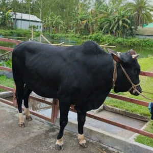 ফ্রিজিয়ান গরু